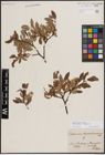 Foto von Salix foetida Schleich. ex DC. x Salix helvetica Vill.
